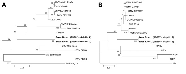 Phylogenetic trees showing partial sequences of morbillivirus nucleoprotein (A) and phosphoprotein (B) genes of cetacean morbillivirus (CeMV) isolates found in 2 stranded coastal Indo-Pacific bottlenose dolphins (Tursiops aduncus) from Western Australia, Australia (boldface), and those of other known morbilliviruses. Trees were generated by the neighbor-joining method; bootstrap (1,000 replicates) values of &gt;50 are indicated at the internal nodes. The length of each pair of branches represent