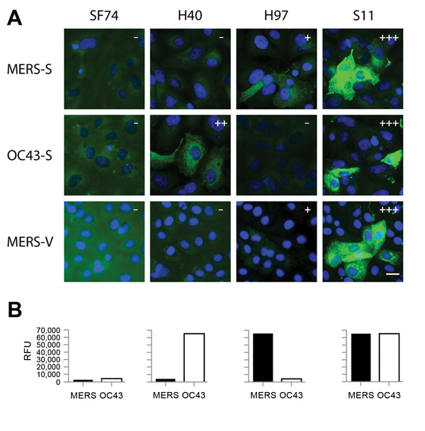 Immunofluorescence and microarray reactivity patterns for antibodies (SF74, H40, H97, and S11) against Middle East respiratory syndrome coronavirus (MERS-CoV) in serum samples from camels, United Arab Emirates, 2003 and 2012. A) Serum samples tested against overexpressed MERS-CoV spike protein (MERS-S), overexpressed human CoV-OC43 spike protein (OC43-S), and Vero cells infected with MERS-CoV (MERS-V). Fluorescence intensities were evaluated as follows: –, negative; +, weakly reactive; ++, react