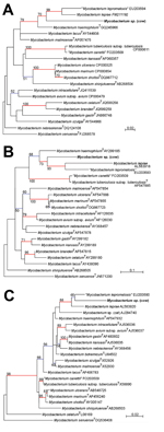 Thumbnail of A) Phylogenetic trees based on partial A) β-subunit of RNA polymerase, B) partial heat shock protein 65 sequences, and C) partial 16S rRNA gene sequences of Mycobacterium spp., Jura, France. Phylogenies were inferred by using PhyML (http://code.google.com/p/phyml/) with the general time reversible evolutionary model (7). Trees were rooted by using M. setuense as an outgroup. Strains isolated in this study are indicated in bold. Values along the branches are bootstrap values (bootstr