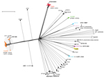 Thumbnail of Phylogenetic network of the 167 Klebsiella pneumoniae genomes as determined on the basis of the allelic profiles of the 694 core genome multilocus sequence typing (cgMLST) genes. The network was constructed by using the neighbor-net method implemented in SplitsTree v4.13.1 (18). Nodes are colored according to the clonal group (CG). Only the 10 most relevant CGs are highlighted; note that ST35 was subdivided into 2 CGs (CG35-A and CG35-B). Gray shading indicates CG258. Gray dots indi