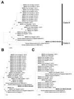 Thumbnail of Phylogenetic analyses of Middle East respiratory syndrome coronavirus (MERS-CoV) from dromedary camels. Genomic (A), spike (B), and nucleocapsid (C) sequences of the dromedary camel MERS-CoV NRCE-HKU205 (GenBank accession no. KJ477102) were aligned with the corresponding human MERS-CoV (N = 25) sequences retrieved from GenBank (accession nos. as in Figure 1 legend). Phylogenetic trees were constructed by using MEGA5 (14) with neighbor-joining method. Numbers at nodes indicate bootst