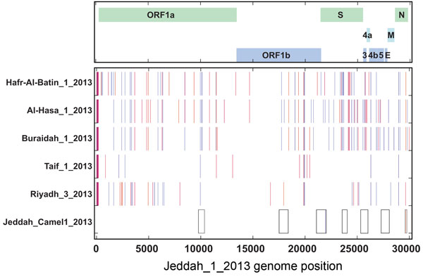 Direct comparison of the Middle East respiratory syndrome coronavirus (MERS-CoV) Jeddah_1_2013 genome sequence, Jeddah_ Camel1_2013 fragments (boxes at bottom), and representative genomes of other clade viruses: 2 additional genomes from the Riyadh_3 clade, Riyadh_3_2013 and Taif_1_2013; and representative genomes from the Al-Hasa and Hafr-Al-Batin_1 and Buraidah_1 clades. A map of the MERS-CoV genome with the major open reading frames (ORFs) indicated is shown at the top. Nucleotide differences