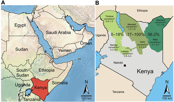Greater Horn of Africa and Kenya. A) Arabian Peninsula and neighboring countries in the Greater Horn of Africa. B) Detailed map of Kenya showing sampling sites in 7 counties (Turkana, Baringo, Laikipia, Marsabit, Isiolo, Mandera, and Wajir) for Middle East respiratory syndrome coronavirus (MERS-CoV). Counties were assigned to 3 regions named after the former administrative provinces of Rift Valley, Eastern, and Northeastern (left to right). The 3 sampling regions are indicated in shades of green
