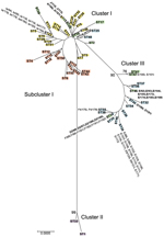Thumbnail of Minimum evolution tree of Chlamydia trachomatis samples collected during April 2000–October 2003 from members of heterosexual partnerships (dyads) in Indianapolis, Indiana, USA, compared with reference strains. The tree was constructed by using the 192 concatenated sequences in the MLST database (http://www.mlst.net) for the 7 loci. Bootstrap values (1,000 replicates) &gt;70% are shown. Three clusters and 1 subcluster are shown: cluster I, yellow, noninvasive, nonprevalent sexually 