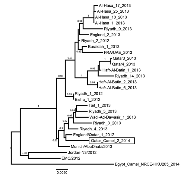 Phylogenetic analysis of Middle East respiratory syndrome coronaviruses (MERS-CoVs). Genome sequences of representative isolates were aligned by using ClustalW, and a phylogenetic tree was constructed by using the PhyML method in Seaview 4 (all 3 software packages can be found at http://pbil.univ-lyon1.fr/software/seaview) and was visualized in FigTree version 1.3.1 (http://tree.bio.ed.ac.uk/software/figtree/). Values at branches show the result of the approximate likelihood ratio; values &lt;0.