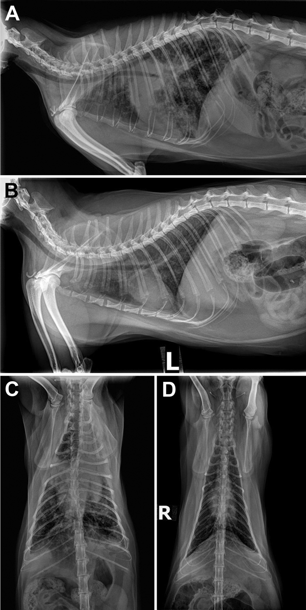 Radiograph images of cat Y showing pulmonary lesions before and after antimycobacterial treatment for Mycobacterium bovis infection, Texas, USA, 2012. A) Pretreatment, right lateral thoracic radiograph showing severe coalescing interstitial to alveolar pulmonary infiltrates before treatment. B) Posttreatment, left lateral thoracic radiograph after 2 months of marbofloxacin, rifampin, and a macrolide for 2 months in cat Y and then another 3.5 months of rifampin and marbofloxacin alone. C) Pretrea