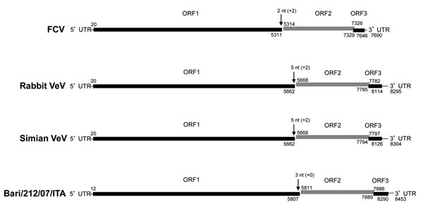 Genome organization of vesiviruses (VeVs). The genomic organization and open reading frame (ORF) usage are shown for representative viruses in the main VeV genetic groups: feline calicivirus (FCV) strain F9 (GenBank accession no. M86379), rabbit VeV (GenBank accession no. AJ866991), simian VeV strain Pan1 (GenBank accession no. AF091736), and canine VeV Bari/212/07/ITA. Numbers above and below the genome bar indicate the nucleotide (nt) position of the ORF initiation and termination, respectivel