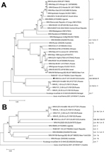 Thumbnail of Phylogenetic positioning of WNV-Uu-LN-AT-2013, a West Nile virus (WNV) strain newly identified in Austria, within the species West Nile virus. A) Phylogenetic position as determined on the basis of the full-length polyprotein-coding nucleotide sequences. B) Phylogenetic position as determined on the basis of 1,813-nt fragments of NS5, which enabled inclusion of the proposed lineage 6 virus. The evolutionary history was inferred by using the neighbor-joining method of MEGA5 (8) with 