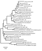 Thumbnail of Phylogenetic analysis of severe fever with thrombocytopenia syndrome virus (SFTSV) amplified from the spleens of Asian house shrew and rodents. The neighbor-joining phylogenetic tree was constructed by using MEGA 5.2 software(http://www.megasoftware.net/).GenBank accession numbers precede isolate names on the right side of the figure. Numbers at nodes represent bootstrap values. Scale bar represents nucleotide substitutions per site.