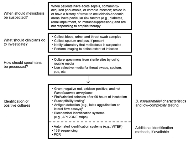 Diagnostic guidelines for clinicians and microbiologists in developed countries and resource-limited settings. 1The antimicrobial drug–susceptibility pattern can be useful for distinguishing Burkholderia pseudomallei (usually resistant to aminoglycosides and colistin or polymyxin but susceptible to amoxicillin/clavulanic acid) from other pathogenic species. However, isolates can occasionally be susceptible to aminoglycosides; susceptibility may vary by region (40). If disk diffusion is used, zon