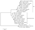Thumbnail of Phylogenetic analysis of the chikungunya virus strain isolated from a patient in French Polynesia, May 2014. The evolutionary history was inferred by using the maximum-likelihood method based on the Kimura 2-parameter model. The percentage of trees in which the associated taxa clustered together is shown for values &gt;90 next to the branches (1,000 replicates). Evolutionary analyses were conducted by using MEGA software, version 6 (http://www.megasoftware.net). Each strain is label