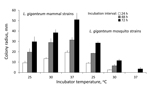 Thumbnail of Cardinal temperatures of Lagenidium giganteum types in culture. Growth (mean colony radius and SEM, mm) of L. giganteum mammalian and mosquito strains at 3 temperatures at 24-, 48-, and 72-hour intervals postinoculation onto 2% Sabouraud dextrose agar. Repeated measures analysis of variance showed highly significant differences between strains (F1,33 = 165.0, p&lt;0.0001) and a highly significant interaction of strain and incubation temperature across time intervals (F2,33 = 45.9, p