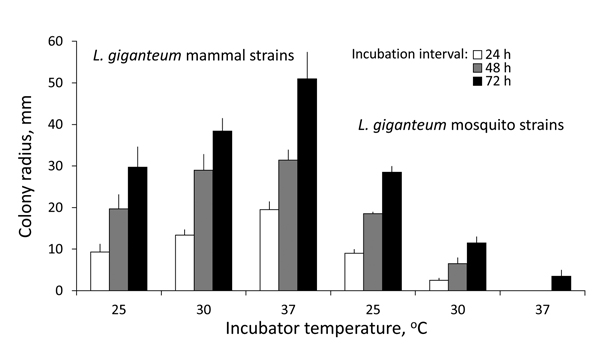 Cardinal temperatures of Lagenidium giganteum types in culture. Growth (mean colony radius and SEM, mm) of L. giganteum mammalian and mosquito strains at 3 temperatures at 24-, 48-, and 72-hour intervals postinoculation onto 2% Sabouraud dextrose agar. Repeated measures analysis of variance showed highly significant differences between strains (F1,33 = 165.0, p&lt;0.0001) and a highly significant interaction of strain and incubation temperature across time intervals (F2,33 = 45.9, p&lt;0.0001).