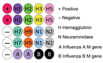 Thumbnail of Nanomicroarray layout design for testing of samples for influenza A and B viruses. The microarray internal positive control capture is listed in Technical Appendix Table 1. The negative control is the printing buffer. M, matrix protein.