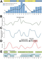 Thumbnail of Schematic representation of the seasonal changes and possible links between the environment, Mycobacterium ulcerans presence, human exposure, and Buruli ulcer (BU) incidence in the Akonolinga district and the Nyong River valley, Cameroon, 2002–2012. For better visualization of delays, 18 months are shown. A) Average monthly rainfall and mean Nyong River flow (Technical Appendix). S., short. B) M. ulcerans in the aquatic environment (percentage of M. ulcerans–positive samples) (14). 