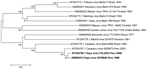 Thumbnail of Neighbor-joining phylogenetic tree of group C orthobunyaviruses constructed by using MEGA5 (23) on the basis of the large (L) gene segments of published virus sequences and Itaya virus strains isolated in Peru in 1999 and 2006 (boldface). The Itaya strain segments show a close relationship to Caraparu virus. Virus strains are labeled by code designation. Numbers indicate bootstrap values for the clades to the right. Bootstrap values were obtained based on 1,000 replicates. Scale bar