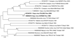 Thumbnail of Neighbor-joining phylogenetic tree of group C orthobunyaviruses constructed by using MEGA5 (23) on the basis of the large gene segments of published virus sequences and Itaya virus strains isolated in Peru in 1999 and 2006 (boldface). The Itaya strain segments show a more distant relationship to Caraparu virus than for the small and large segments, indicating that Itaya virus is a novel reassortant strain. Virus strains are labeled by code designation. Numbers indicate bootstrap val