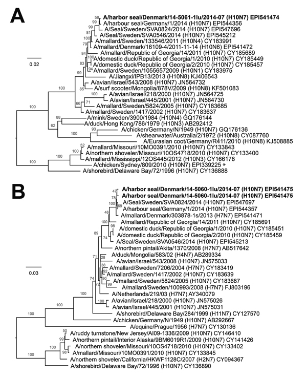 Phylogenetic trees of selected avian influenza A virus sequences. Boldface indicates sequences identified from harbor seals in Denmark during 2014. A) H10 avian influenza A virus sequences. The asterisk denotes the H10N7 subtype that also caused disease in humans (9). B) N7 avian influenza A virus sequences. Sequences were aligned with CLC Main Workbench version 7.02 (CLC bio, Aarhus, Denmark) by using the MUSCLE algorithm, and phylogenetic trees were constructed by using the neighbor-joining me