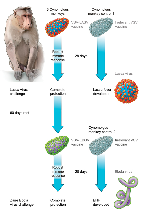 Effect of sequential vaccination with recombinant vesicular stomatitis virus (VSV)–based vaccines on protective efficacy afforded by each vaccine in nonhuman primates. Vaccination with a VSV-based Lassa virus vaccine encoding the Lassa virus glycoproteins provides complete and possibly sterile immunity against a lethal Lassa virus (LASV) challenge. Approximately 90 days after receiving the initial VSV–Lassa vaccine, animals were vaccinated with a VSV-based Ebola virus (EBOV) vaccine. Although we