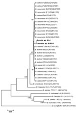 Thumbnail of Phylogenetic tree of Borrelia spp. strains isolated in Iran, 2014. Constructed on the basis of  intergenic spacer sequences, the tree is drawn to scale using evolutionary distance computed using the Jukes-Cantor method in which the units reflect substitutions per site. The final dataset used 587 bp. Numbers at nodes show the level of robustness in a bootstrap test performed with 2,000 replicates; numbers &lt;85 were removed. Scale bar indicates nucleotide substitutions over length a