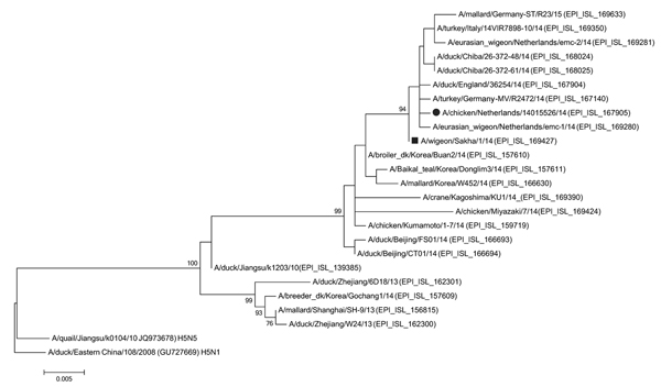 Phylogenetic tree of hemagglutinin gene of highly pathogenic avian influenza A(H5N8) viruses. The evolutionary history was inferred by using the maximum-likelihood method based on the Tamura-Nei model in MEGA6 (13). The tree with the highest log likelihood is shown. The percentage of trees in which the associated taxa clustered together is shown next to the branches. Initial tree(s) for the heuristic search were obtained automatically by applying neighbor-joining and BIONJ (15) algorithms to a m