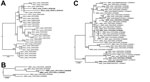 Thumbnail of Maximum-likelihood phylogenetic analyses of Gouléako virus (GOLV) and Herbert virus (HEBV) strains from mosquitoes in Côte d’Ivoire, 2004, and Ghana, 2011, and virus strains detected by Chung el al. (9) in pigs in South Korea. A) Analysis of the glycoprotein precursor gene of GOLV strains identified in mosquitoes collected in Côte d’Ivoire and Ghana and of strains detected in swine in South Korea. Sequences originating from swine are shown in bold. B) Analysis of the RNA-dependent R