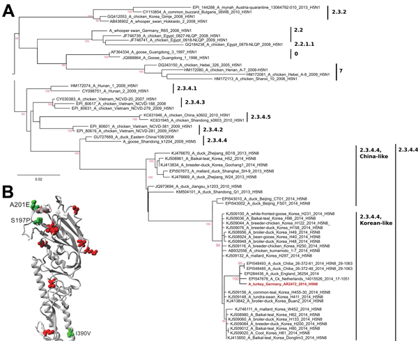 Phylogenetic analysis of hemagglutinin (HA) 1 nucleotide sequences of highly pathogenic avian influenza viruses subtype H5 from Southeast Asia and Germany. Insert shows the structural model of the HA protein of the German H5N8 isolate AR2472/14. A) Nucleotide sequences encoding the membrane-distal part of the HA1 of influenza A(H5N8) viruses were retrieved from public databases, aligned by using MAFFT (http://mafft.cbrc.jp/alignment/software) and phylogenetically analyzed by using a maximum-like