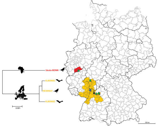 Region of Germany where Usutu virus (USUV) is endemic (orange) and location where the putative novel USUV strain Usutu-BONN was detected (red). Phylogenetic tree illustrates the genetic relationship between the strains circulating in the USUV-endemic region of Germany (belonging to the European USUV clade) and Usutu-BONN (belonging to the African USUV clade) (7), based on complete amino acid sequences of the polyprotein-encoding gene. Triangles indicate locations of the USUV-positive samples acc