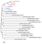 Thumbnail of Phylogenetic analysis based on nucleotide sequences of the medium segment of Schmallenberg virus samples isolated from blood of acutely infected animals in 2011 or 2012 (blue) or sequenced directly from the blood of viremic cattle in 2014 (red) and from organ samples of malformed newborns (black) (7). Scale bar indicates nucleotide substitutions per site.