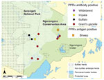 Thumbnail of Geospatial map of sampling area showing distribution of buffalo (2014) and nonbuffalo (2006) species in the Greater Serengeti Ecosystem, northern Tanzania. Map is constructed on the basis of aerial census data and sites of livestock and wildlife herds sampled in June 2014 and found to be positive for peste des petits ruminants virus (PPRV) infection in the Ngorongoro Conservation Area.