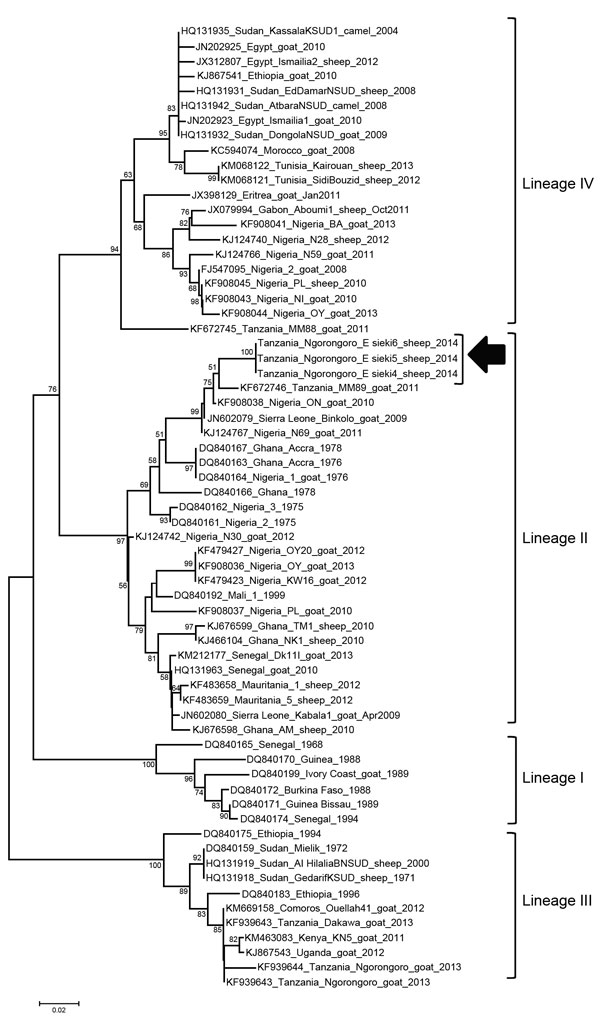 Neighbor-joining tree constructed on the basis of partial N-gene sequences of peste des petits ruminants virus (PPRV), showing relationships among the PPRV isolates from Africa. The Kimura 2-parameter model was used to calculate percentages (indicated by numbers beside branches) of replicate trees in which the associated taxa clustered together in 1,000 bootstrap replicates. Arrow indicates isolates sequenced in this study; sequences have been submitted to GenBank and are awaiting accession numb