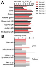 Thumbnail of Virologic and pathologic results for 6 cynomolgus macaques infected with Ebola virus strains Makona or Mayinga. A) Viral infectivity titers were determined in key tissue samples collected at the time of euthanasia. TCID50, 50% tissue culture infectious dose; LN, lymph node. B) Pathology scores for liver and spleen. Scores were generated by using the scoring system described in the Materials and Methods.