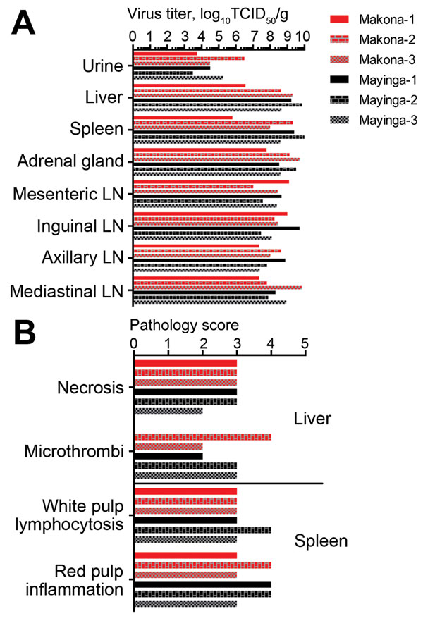 Virologic and pathologic results for 6 cynomolgus macaques infected with Ebola virus strains Makona or Mayinga. A) Viral infectivity titers were determined in key tissue samples collected at the time of euthanasia. TCID50, 50% tissue culture infectious dose; LN, lymph node. B) Pathology scores for liver and spleen. Scores were generated by using the scoring system described in the Materials and Methods.