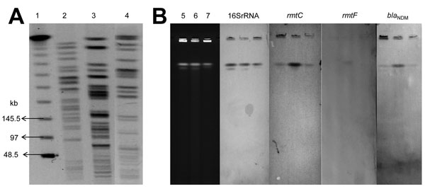 A) Pulsed-field gel electrophoresis patterns of rmtC-positive Pseudomonas aeruginosa. Lane 1, λ ladder; 2, KnPa1A; 3, KnPa1B; 4, KnPa1C. B) Chromosomal location of rmtC, rmtF, and blaNDM-1 genes by I-CeuI-digested genomic DNA of P. aeruginosa isolates. Lane 5, KnPa1A; 6, KnPa1B; 7, KnPa1C; smears show Southern blot analysis of genomic DNA with probes specific to 16S rRNA, RmtC, RmtF, and NDM-1 genes.