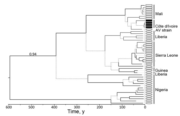 Bayesian chronogram of Lassa virus (LASV) sequences determined on the basis of a fragment of the large genomic segment. Branches receiving posterior probability values &lt;0.95 and bootstrap values &lt;50 (poorly supported) are dashed. LASV sequences of human origin are indicated by ovals, and those of multimammate rats are indicated by squares. Sequences reported in this study are indicated by black squares. This tree was built under the assumption of a molecular clock and is therefore rooted. 