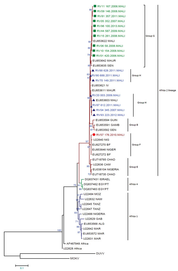 Maximum-likelihood phylogenetic tree based on a 564-nt sequence of nucleoprotein genes of 18 rabies virus sequences from Mali, 2002–2013, and representative sequences from Mali (n = 2), northern Africa (n = 6), South Africa (n = 2), West Africa (n = 32), and central Africa (n = 5). Sequences obtained in this study are identified in green, blue, and red. Green squares indicate genotype G, blue triangles indicate genotype H, and red circles indicate genotype F. The tree is rooted with 2 bat isolat