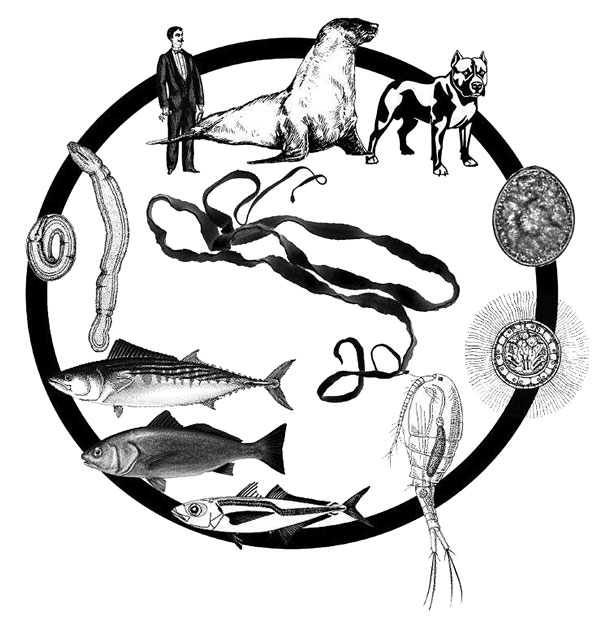 Life cycle of the Adenocephalus pacificus Pacific broad tapeworm. From top: definitive hosts (otariid seals, humans, dogs); egg; coracidium; potentional first intermediate host (copepod); second intermediate hosts (Sarda chiliensis, Sciaena deliciosa, Trachurus murphyi); encysted plerocercoids in body cavity of fish.
