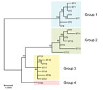 Thumbnail of Phylogenetic tree showing the genetic relationship among Bartonella quintana strains from humans and macaques. The tree was constructed from the concatenated sequences (4,270 bp) of the 9 loci used for multilocus sequence typing by using the maximum-likelihood method based on the Tamura 3-parameter model in MEGA6 (13). The 22 sequence types (STs) of B. quintana strains from humans (STs 1–7), cynomolgus macaques (STs 8–4), rhesus macaques (STs 15–21), and Japanese macaques (ST22) wer