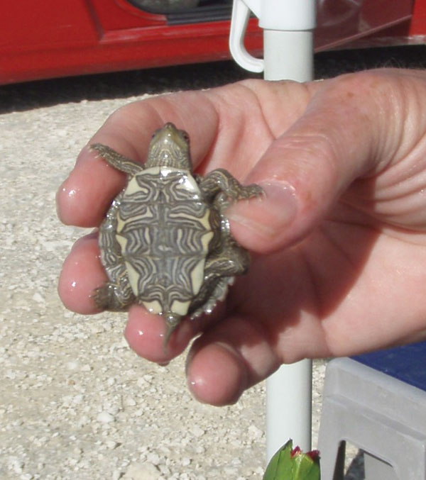 Small turtle with a shell length of &lt;4 in (&lt;10.16 cm). Photo credit: Casey Barton Behravesh.