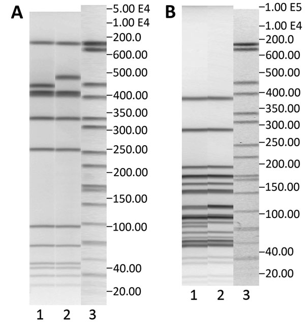 Pulsed-field gel electrophoresis (PFGE) profiles with AscI (A) and ApaI (B) restriction enzymes of the 2 most common pulsotypes, 40–42 and 38–48, in Denmark, 2002–2012. A) Lane 1, pulsotype 38–48, GX6A16.0038 DK; lane 2, pulsotype 40–42, GX6A16.0040; lane 3, markers. B) Lane 1, pulsotype 38–48, GX6A12.0048 DK; lane 2, pulsotype 40–42, GX6A12.0042 DK; lane 3, markers. Both pulsotypes belong to clonal complex 8.