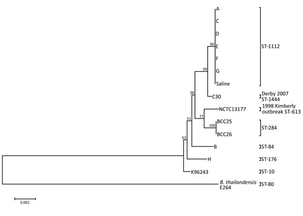 Neighbor-joining tree of aligned multilocus sequence typing sequences of Burkholderia pseudomallei clinical isolates from a 2012–2013 cutaneous melioidosis cluster in the temperate southern region of Western Australia (patients A and C–G) and indistinguishable environmental isolate (saline) with sequence type (ST) 1112 and their genetic relatedness to other isolates from the Western Australian Burkholderia Collection (C30, NCTC13177, BCC25, and BCC26). Isolates from patients B and H are shown as