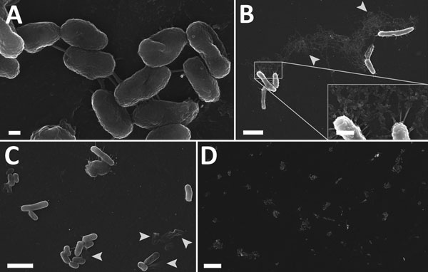 Scanning electron micrographs of internal plastic surface of contaminated irrigation fluid bottle implicated in a 2012–2013 cutaneous melioidosis cluster in the temperate southern region of Western Australia. A–C) Bacilli tethered to each other and to the surface by short peritrichous or polar adhesions (A, C) and occasionally by fibrillary material (B), which appeared to have a globular structure at higher magnification. Decayed cells were common (arrows). D) Clusters of cells were regularly di