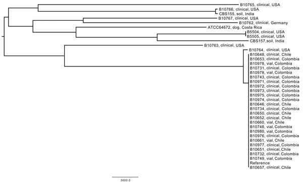 Whole-genome single-nucleotide polymorphism (SNP) typing of Sarocladium kiliense strains, Chile and Colombia, 2013–2014. All patient (clinical) and drug (vial) isolates from these 2 countries differed by &lt;5 SNPs, and &gt;21,000 SNPs were identified for the control isolates (≈117,000 total SNPs, ≈73,000 parsimoniously informative SNPs). Scale bar indicates nucleotide substitutions per site.
