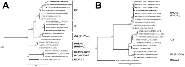 Maximum-likelihood phylogenetic analysis of the nonstructural protein genes (A) and the capsid gene (B) of rabbit hemorrhagic disease virus (RHDV) sequences. The 3 recent Australian field isolates  sequenced for this study (indicated in bold) were aligned with representative RHDV and Australian rabbit calicivirus (RCV-A1) sequences from GenBank (accession numbers indicated in taxa names). Phylogenetic analysis was conducted separately for both the nonstructural genes (panel A) and the capsid gen