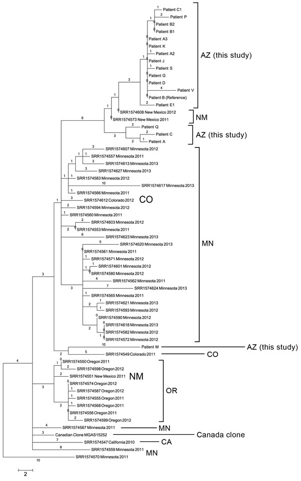 Phylogenetic single-nucleotide polymorphism (SNP) tree of emm59 isolates from Arizona during invasive group A Streptococcus outbreak in the southwestern United States, previously analyzed US emm59 isolates, and the Canadian clone. Maximum parsimony tree of all 177 SNP loci (44 parsimony informative SNPs) in emm59 isolates from Arizona (n = 18), Minnesota (n = 29), Oregon (n = 8), New Mexico (N = 3), Colorado (n = 2), and California (n = 1) and the Canadian clone reference isolate MGAS15252. Tree