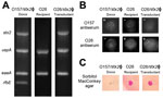 Thumbnail of Transfer of Shiga toxin (Stx) phages by bovine antibiotic growth promoters (bAGPs) in Escherichia coli isolates from cattle. For the confirmation of Stx phage (Stx2Ф) transfer, E. coli O26 (stx2-negative, bovine isolate no. 1 in Figure 3) was used. A) PCR confirmation of the presence or absence of stx2, uspA, eaeA, and rfbEO157 in EDL933 (Stx2Ф donor), O26 before transduction (Stx2Ф recipient), and O26 after transduction (transductant). B) Serotyping of E. coli O157 and O26. +, posi