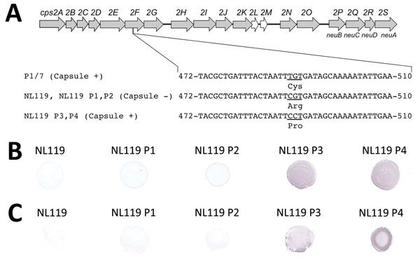 Capsule recovery of Streptococcus suis strain NL119 in vivo. A) The genetic organization of the S. suis serotype 2 capsular polysaccharide synthesis (cps) gene cluster and mutations observed in isolate NL119 and strains retrieved from NL119-infected mice after each in vivo passage (NL119 P1–P4; DDBJ/EMBL/GenBank accession nos. LC147077, LC147078, LC147079, LC147080, and LC077855, respectively). Gray arrows indicate genes putatively involved in capsule synthesis; open arrows indicate genes with u
