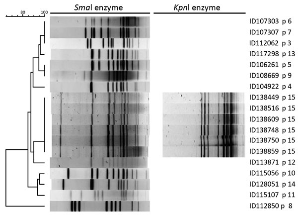 Pulsed-field gel electrophoresis patterns of Campylobacter coli with SmaI (18 isolates) and KpnI (6 isolates) enzymes tested in study of C. coli outbreak among men who have sex with men, Quebec, Canada, 2011–2015. p, pulsovar. Scale bar indicates percentage similarity.