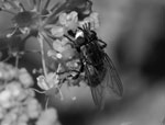 Thumbnail of Adult Wohlfahrtiimonas magnifica fly.