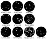 Thumbnail of Plaque morphology of representative West Nile virus strains isolated in Australia, 1960–2012. Virus was allowed to adsorb to monolayers of Vero cells for 2 h at 37°C. The cells were then overlaid with Dulbecco Modified Eagle Medium containing 0.5% low melting point agarose and 2% fetal bovine serum. Four days after infection, the cells were fixed with 4% formaldehyde solution and stained with 0.2% crystal violet.